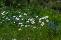 Small wildflowers of chamomile with a large pan