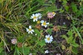 Small wildflowers, chamomile top view.