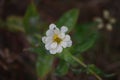 Small wildflowers