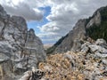 Overlooked, unbeaten shrub surviving harsh mountain conditions