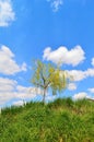 Small willow tree on a green hill Royalty Free Stock Photo