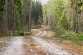 Small winding road passing through a fir and pine forest Royalty Free Stock Photo