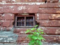 A small window in an old wall of red brick and a green tree beside it Royalty Free Stock Photo