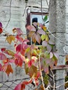 Small window on plastered wall in front of a spiked wired fence and virginia creeper