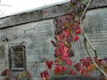 Small window on plastered wall in front of a spiked wired fence and virginia creeper