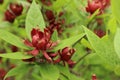 A small wine red flower, resembling a lotus in shape