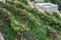 Small vineyard Graphes plants ready Royalty Free Stock Photo