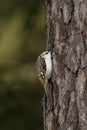 Small winter bird Eurasian treecreeper Certhia familiaris looking for food