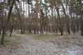 Small winter forest covered in a thin layer of snow with old green pines, leafless trees in December Royalty Free Stock Photo