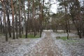 Small winter forest covered in a thin layer of snow with old green pines, leafless trees in December Royalty Free Stock Photo