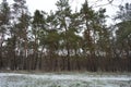 Small winter forest covered in a thin layer of snow with old green pines, leafless trees in December Royalty Free Stock Photo