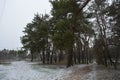 Small winter forest covered in a thin layer of snow with old green pines, leafless trees in December Royalty Free Stock Photo
