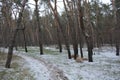 Small winter forest covered in a thin layer of snow with old green pines, leafless trees in December Royalty Free Stock Photo