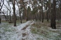 Small winter forest covered in a thin layer of snow with old green pines, leafless trees in December Royalty Free Stock Photo