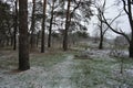 Small winter forest covered in a thin layer of snow with old green pines, leafless trees in December Royalty Free Stock Photo