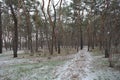 Small winter forest covered in a thin layer of snow with old green pines, leafless trees in December Royalty Free Stock Photo