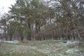 Small winter forest covered in a thin layer of snow with old green pines, leafless trees in December Royalty Free Stock Photo