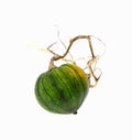 Small Winter Squash Trailing Dead Vine Royalty Free Stock Photo