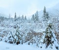 Small winter stream view through snowy trees. Royalty Free Stock Photo