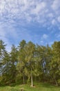 A small wood of Scots pines, Pinus sylvestris on a Glacial mound on the edge of a Small Valley in the Angus Glens.