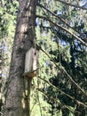 A small wooden birdhouse, a house for birds from planks of self-made hanging high on a pine tree in the forest