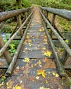 Small wooden bridge along an Oregon forest trail Royalty Free Stock Photo