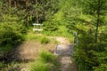 A small wooden bridge over a forest stream and a bench under a pine tree Royalty Free Stock Photo