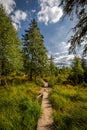 Small wooden bridge over small stream in the forest on the top of table mountains Royalty Free Stock Photo