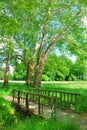 Small wooden bridge and plane trees Royalty Free Stock Photo