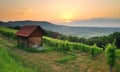 Small wooden cabin in vineyard in early summer morning Royalty Free Stock Photo