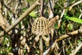 Small wooden cage for birds on a tree on a Pho Si hill on a background of a town. Royalty Free Stock Photo