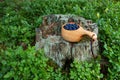 A small wooden cup full of freshly picked Wild Blueberries, Vaccinium myrtillus as a Northern delicacy in Estonian forest. Royalty Free Stock Photo