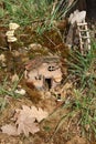 Small wooden fairy house in the forest, close-up Royalty Free Stock Photo