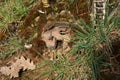 Small wooden fairy house in the forest, close-up Royalty Free Stock Photo