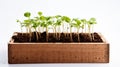 Small wooden potting box filled with seedlings in soil, against white background