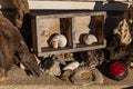 Small wooden shelf with snail shells in it between stones, driftwood and fossils Royalty Free Stock Photo