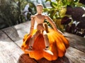 Small wooden toy man is a gardener and farmer with a huge orange or yellow vegetable squash. The concept of a good Royalty Free Stock Photo