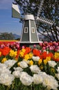 A small wooden windmill amonst tulip fields Royalty Free Stock Photo