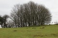 Small woodland area on the moors