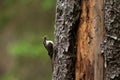Small woodland bird Eurasian treecreeper, Certhia familiaris searching for some food