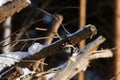 Small woodland bird Lesser spotted woodpecker Dryobates minor pecking