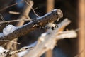 Small woodland bird Lesser spotted woodpecker Dryobates minor pecking