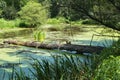 Small Woodland Pond