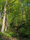 Small woodland valley with a stream in spring with bright green sunlit foliage in nutclough woods near hebden bridge