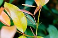 Small worm on green leaf