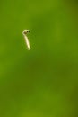 small worm on green nature background