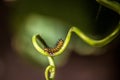 Small worm on a vine plant
