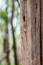 Small worm on wood