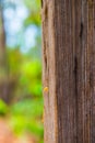 Small worm on wood