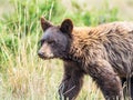 Young Black Bear Royalty Free Stock Photo